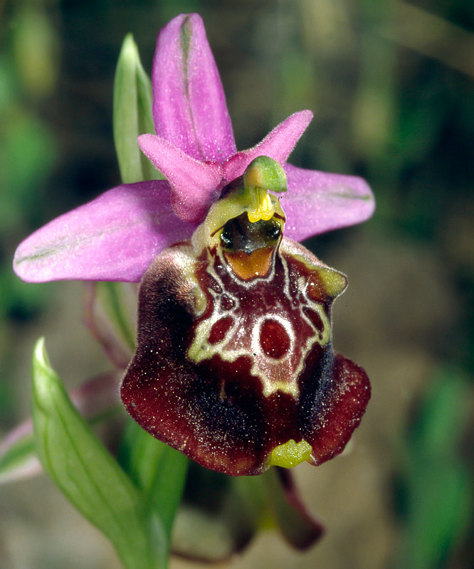 Orchidee di Taranto